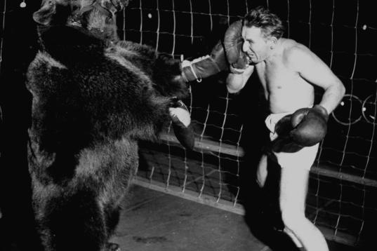 El boxeador Gus Waldorf lucha contra un oso en 1949.