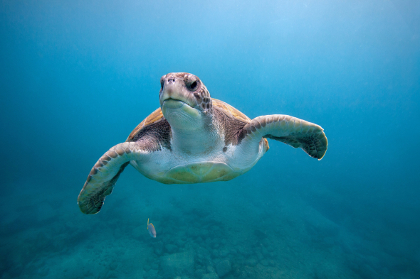 Estas son las cuatro especies de tortugas carnívoras que puedes ...