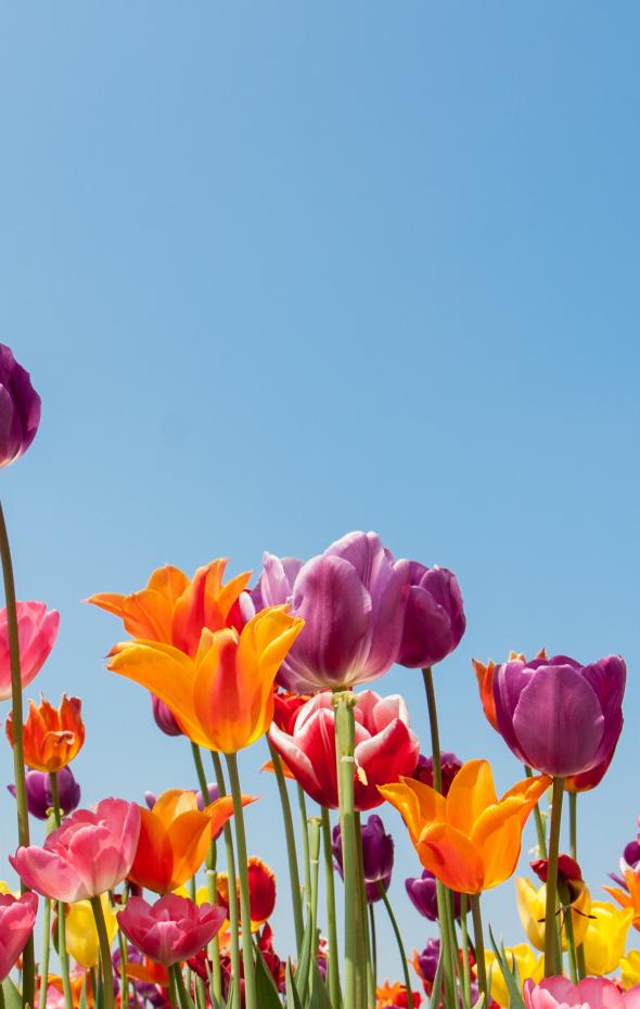 ¿A Qué Hora Empieza La Primavera?