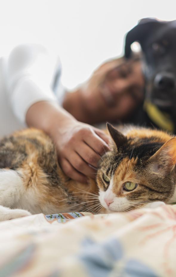 La Edad Mínima De Perros Y Gatos Para Poder Ser Vendidos Con La Nueva ...