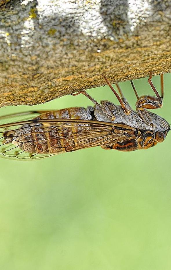 El extraño fenómeno que viviremos en 2024 con las cigarras y que lleva