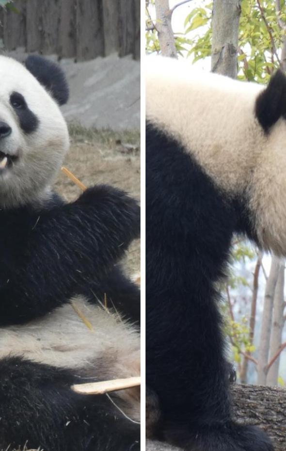 Una Nueva Pareja De Pandas Llegará A Zoo Aquarium De Madrid A Finales 