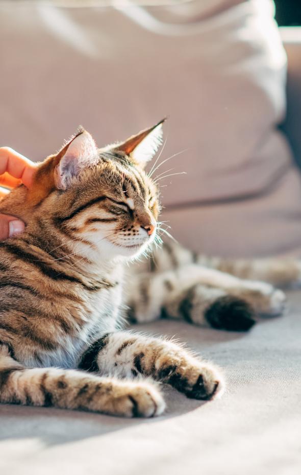 Un Veterinario Desvela El Tiempo Que Tarda Un Gato En Olvidar A Su Dueño