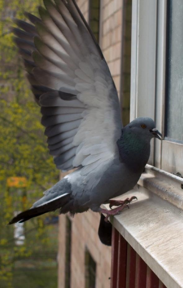 El eficaz truco con papel de aluminio para ahuyentar a los pájaros molestos