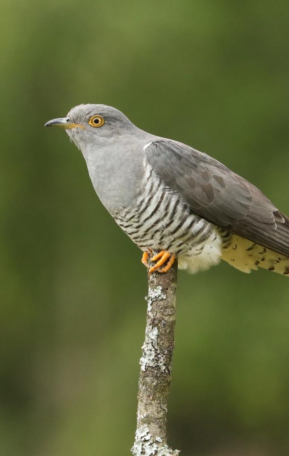 El antídoto de la naturaleza para acabar con la plaga mortal para los ...