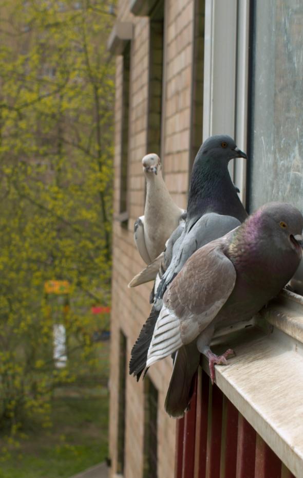 Un Experto Revela Por Qu Los P Jaros Picotean Tu Ventana En Noviembre Puede Que Tengan Algo