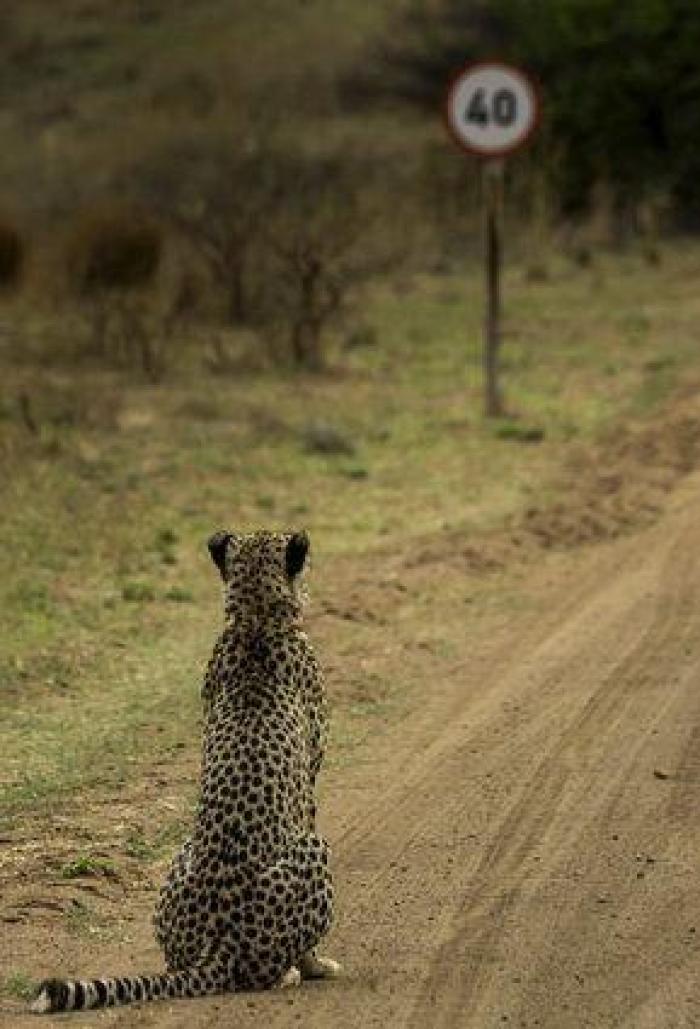 Comedy Wildlife Photo Awards: las mejores fotos cómicas de animales de 2016