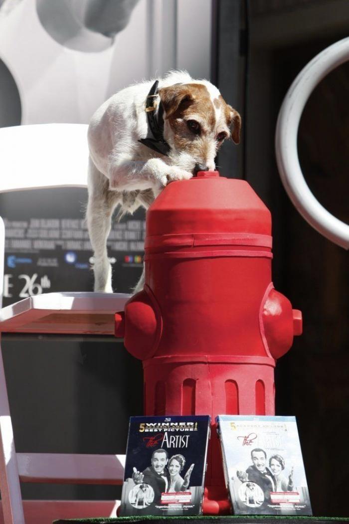 El perro Uggie se retira y deja sus huellas en el Paseo de la Fama de Hollywood (FOTOS)