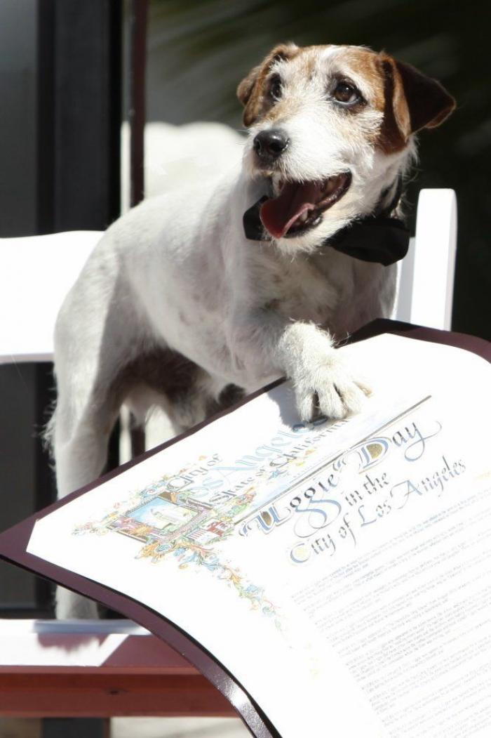El perro Uggie se retira y deja sus huellas en el Paseo de la Fama de Hollywood (FOTOS)