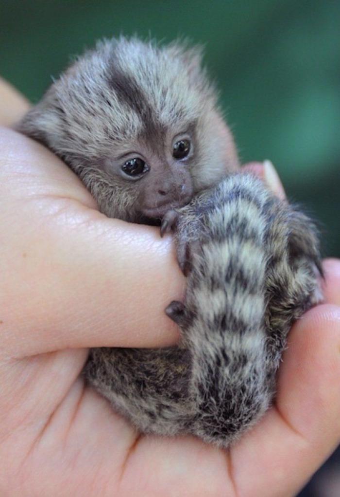 Bichinos de la semana: bebés monos muuuuuuuuuuy monos (FOTOS)