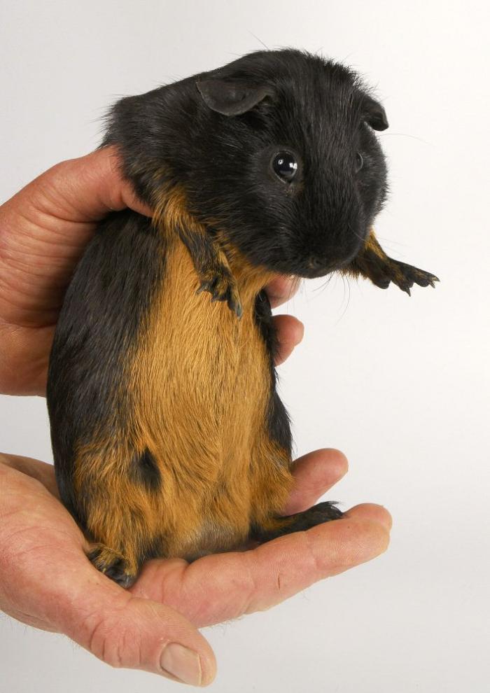 Los animales de la semana: bichinos que caben en la mano (FOTOS)