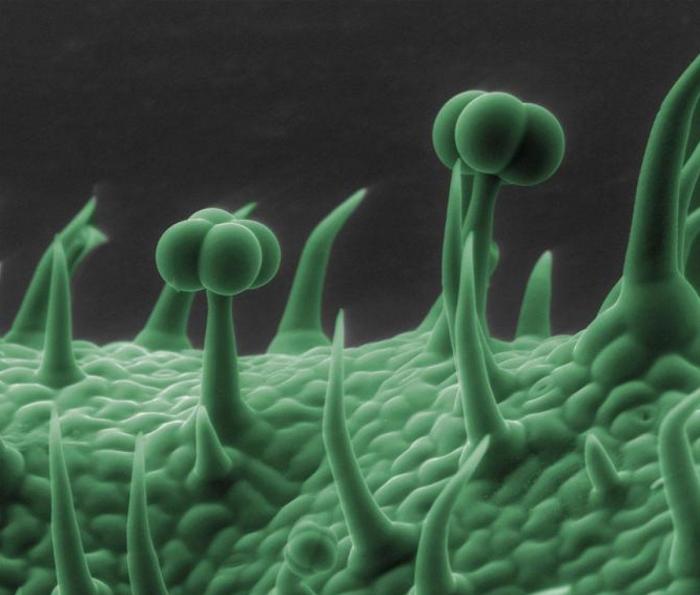 Imágenes con microscopio: café, arañas y pan convertidos en espectáculos visuales (FOTOS)