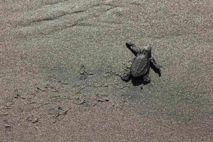 Liberación de tortugas golfinas en El Salvador: el primer baño en libertad (FOTOS)