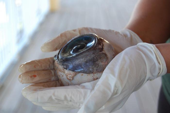 Resuelto el misterio del ojo gigante en una playa de Florida: pertenecía a un pez espada (FOTOS)