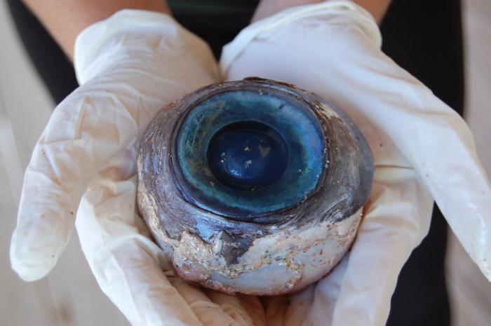 Resuelto el misterio del ojo gigante en una playa de Florida: pertenecía a un pez espada (FOTOS)