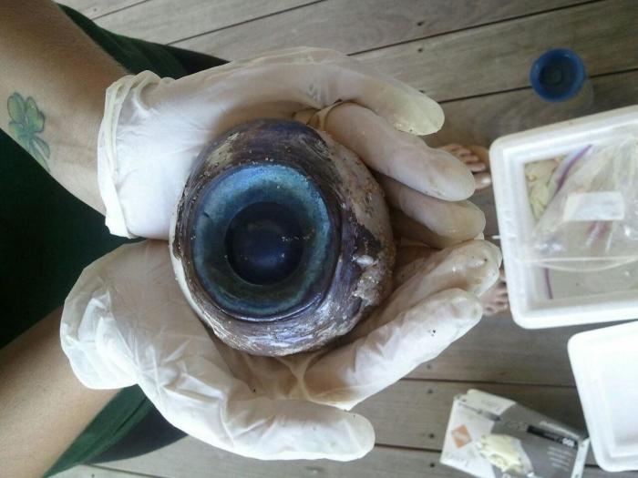 Un misterioso ojo gigante aparece en una playa en Florida (FOTOS)