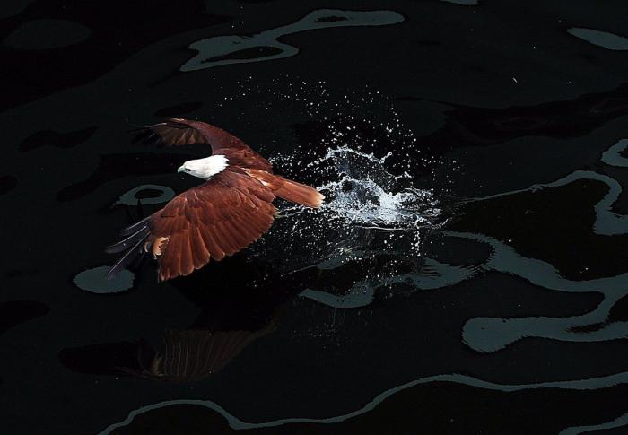 El halcón que derribó al drone (VÍDEO)