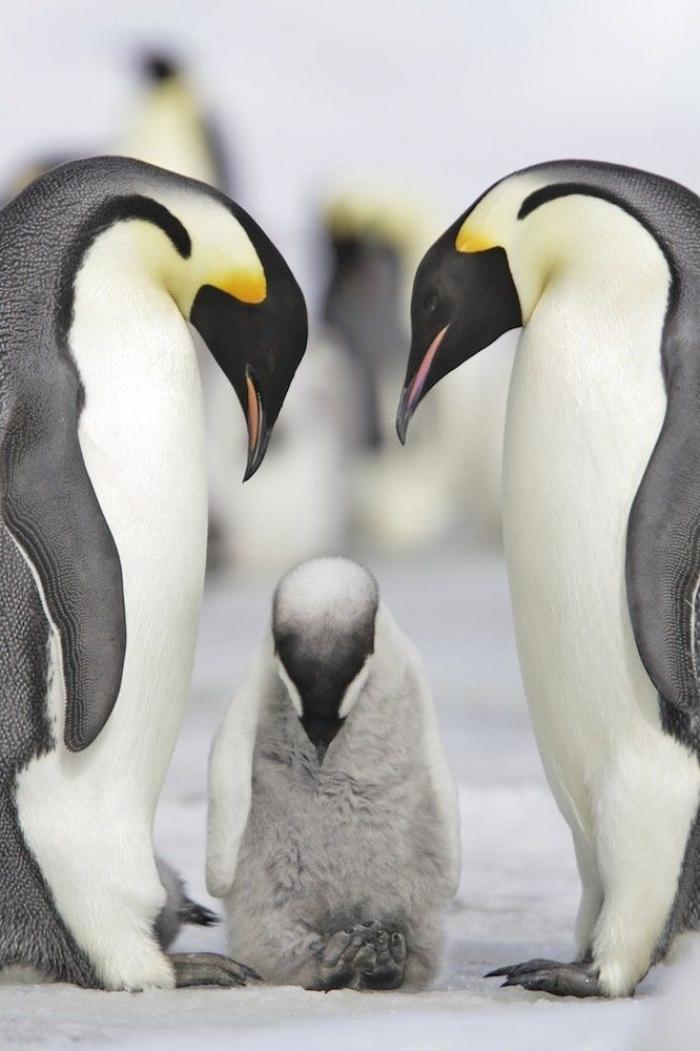 12 GIFS de pingüinos por la fusión de Penguin y Random House