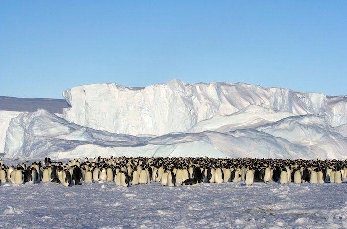 Fotos de animales de la semana, especial esmoquin: pingüinos en la nieve