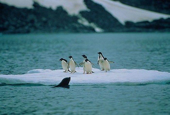 Descubren en Nueva Zelanda el fósil de un pingüino del tamaño de un humano