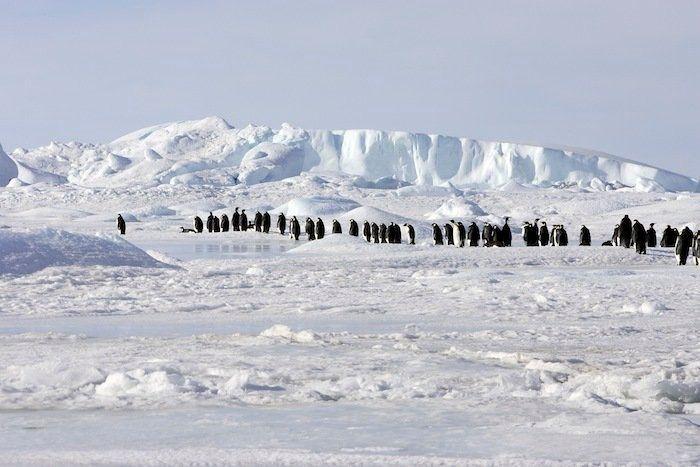 Fotos de animales de la semana, especial esmoquin: pingüinos en la nieve