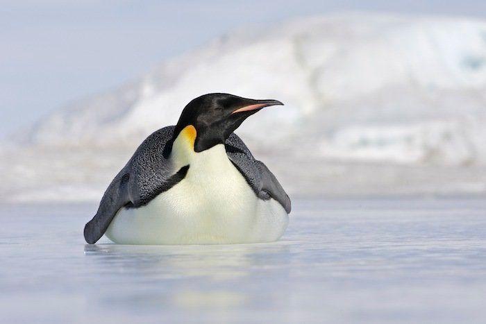Descubren en Nueva Zelanda el fósil de un pingüino del tamaño de un humano