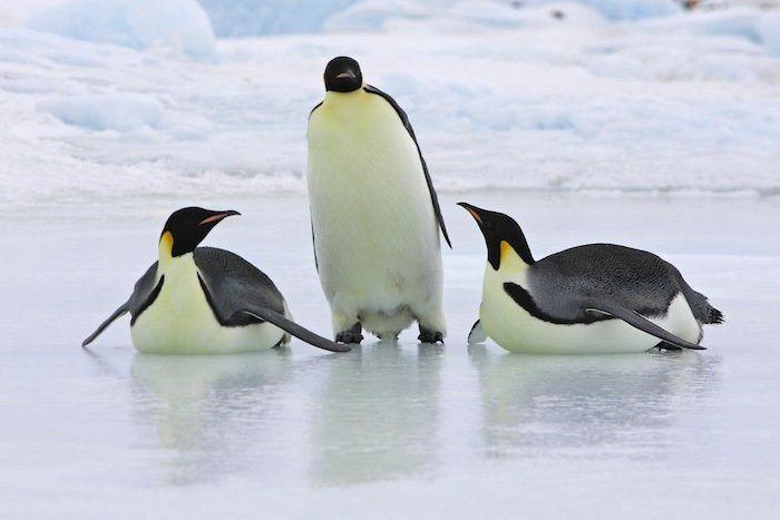 12 GIFS de pingüinos por la fusión de Penguin y Random House