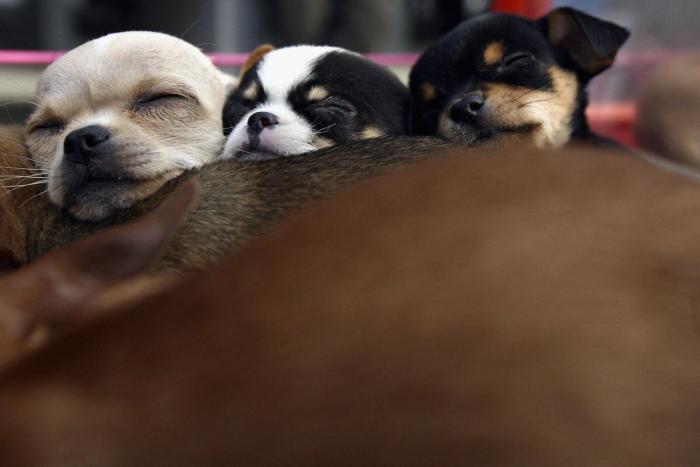Los bichinos de la semana: animales que se creen almohadas (FOTOS)