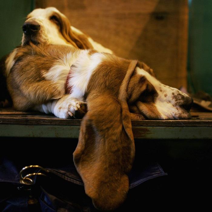 Los bichinos de la semana: animales que se creen almohadas (FOTOS)