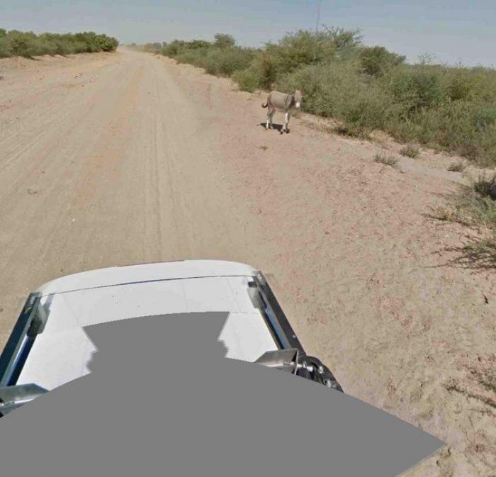 El bulo del burro muerto en Google Street View: la compañía aclara que no mató al animal (FOTOS)