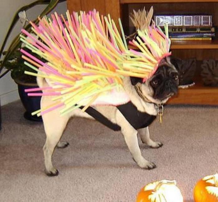 Disfraces de perros, gatos y otras mascotas para un Halloween con 'bichinos' (FOTOS)