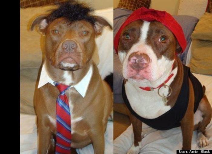 Disfraces de perros, gatos y otras mascotas para un Halloween con 'bichinos' (FOTOS)