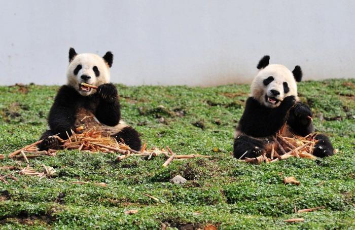 Vuelta a casa de osos panda: regreso cuatro años después de un terremoto (FOTOS, VÍDEO)