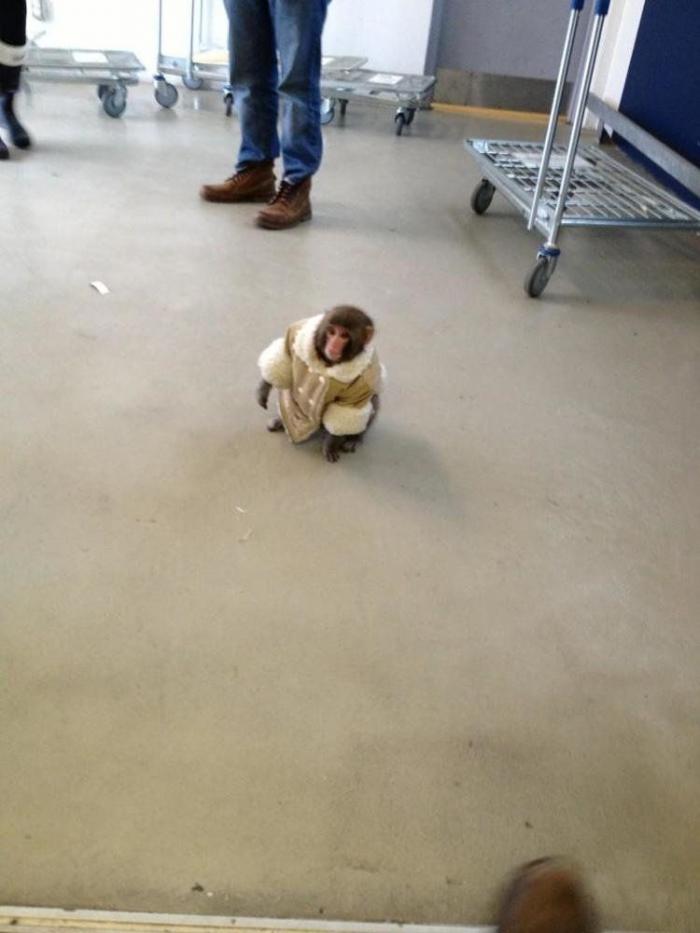 El mono que fue a Ikea con un abrigo: el desconcertante #ikeamonkey que triunfa en las redes sociales (FOTOS)
