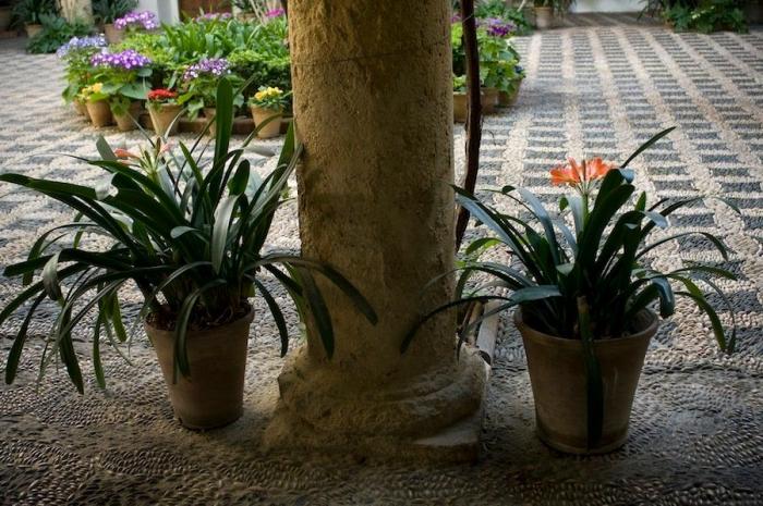Los patios de Córdoba: un patrimonio sustentable