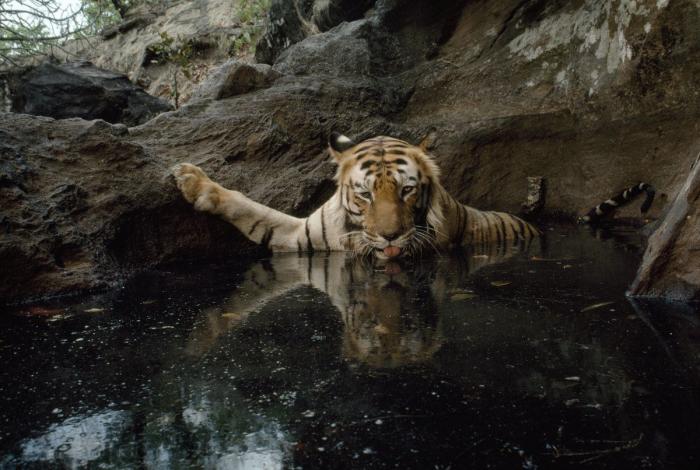 Aniversario de National Geographic: 125 años de imágenes impresionantes como estas (FOTOS)
