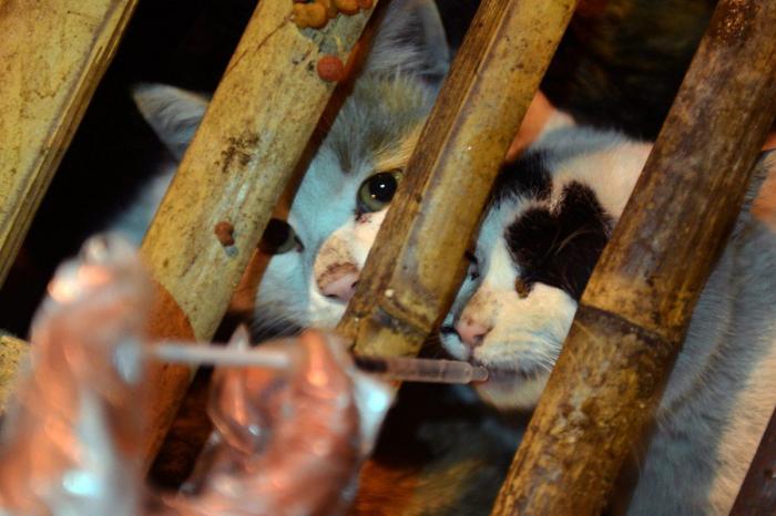 Gatos hambrientos, deshidratados y camino del matadero en China... salvados por accidente (FOTOS)