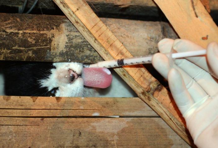 Gatos hambrientos, deshidratados y camino del matadero en China... salvados por accidente (FOTOS)