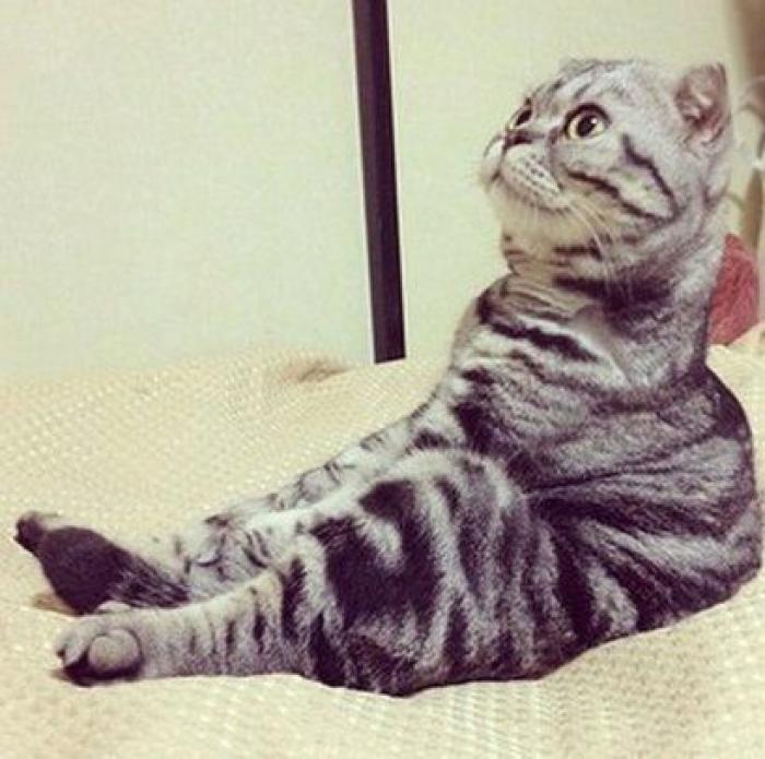 Sam, el gato con cejas: nueva estrella gatuna en Instagram (FOTOS)