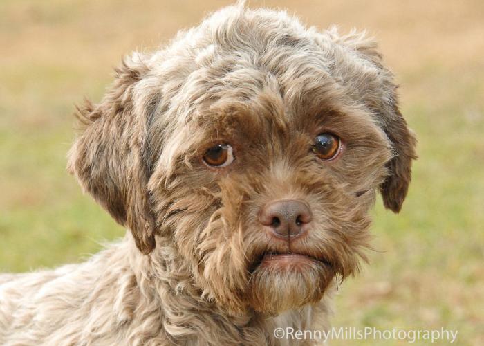 Perro con cara de persona: la llamada a la adopción de Tonik se convierte en viral (FOTOS)