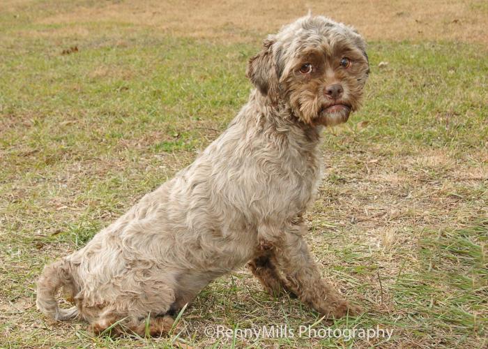 Perro con cara de persona: la llamada a la adopción de Tonik se convierte en viral (FOTOS)