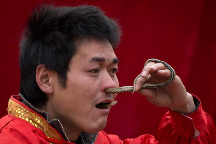 Serpiente por la nariz para celebrar el año nuevo chino (FOTOS)