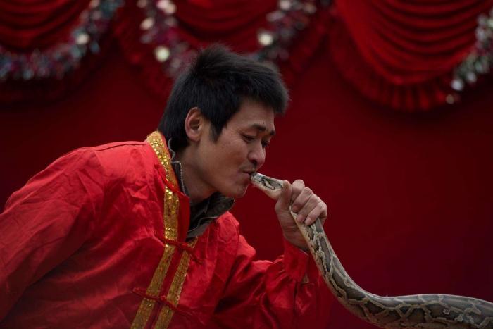Serpiente por la nariz para celebrar el año nuevo chino (FOTOS)