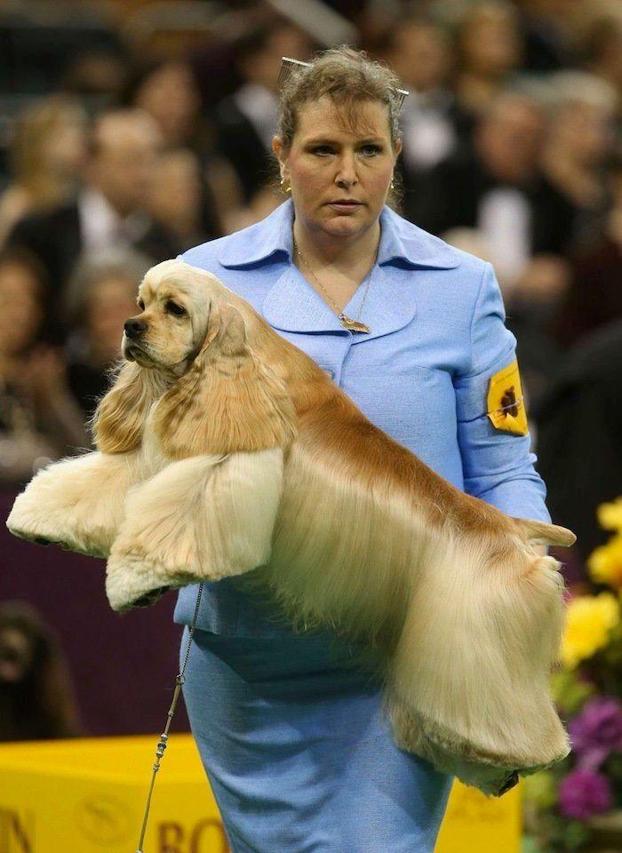 29 cosas que pasan en los concursos de belleza canina (FOTOS)