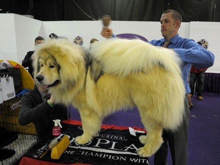 29 cosas que pasan en los concursos de belleza canina (FOTOS)