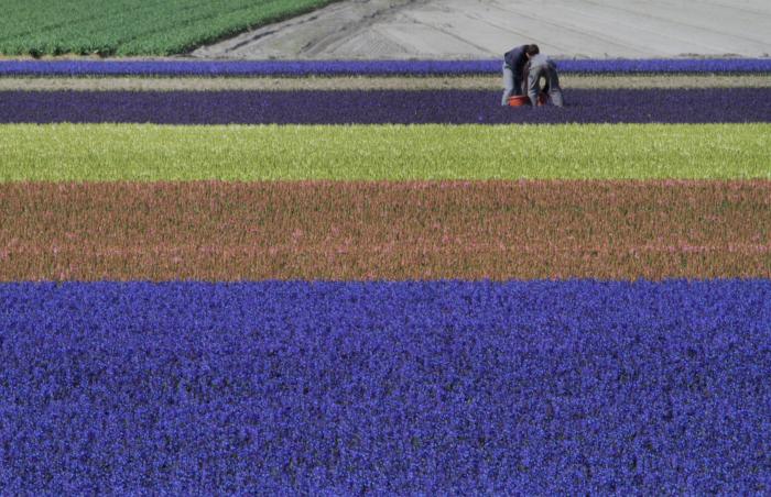Nunca has visto así los campos de tulipanes de Holanda: desde un dron