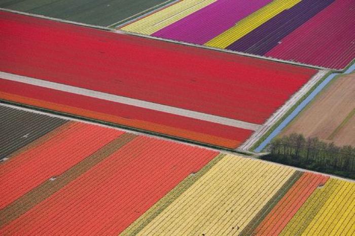Nunca has visto así los campos de tulipanes de Holanda: desde un dron