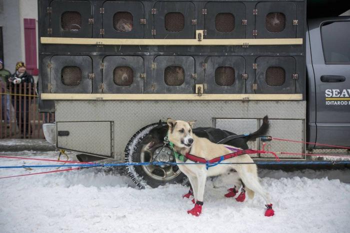 Bichinos en acción en Iditarod, la carrera de trineos tirados por perros más dura del mundo (FOTOS)