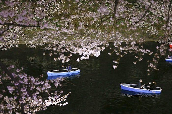 Cerezos en flor: el espectáculo primaveral (FOTOS)