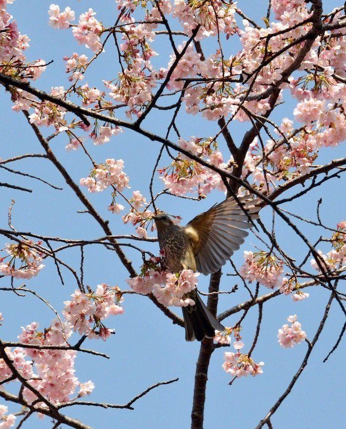 Cerezos en flor: el espectáculo primaveral (FOTOS)